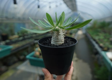 パキポディウム　恵比寿大黒　Pachypodium Densicaule　No.2