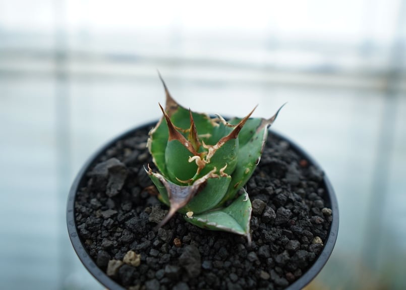 アガベ 羽毛　フェザー　5号鉢 アガベ 羽毛 鉢付き 【公式通販】