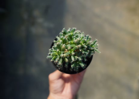 トリコディアデマ　デンサム　Trichodiadema densum