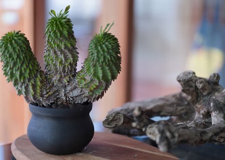 Euphorbia azarashi