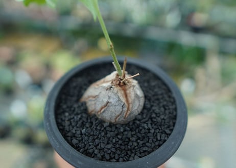 ディオスコレア　シルバティカ　Dioscorea sylvatica No.1