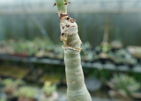 キフォステンマ　ユッタエ　Cyphostemma juttae