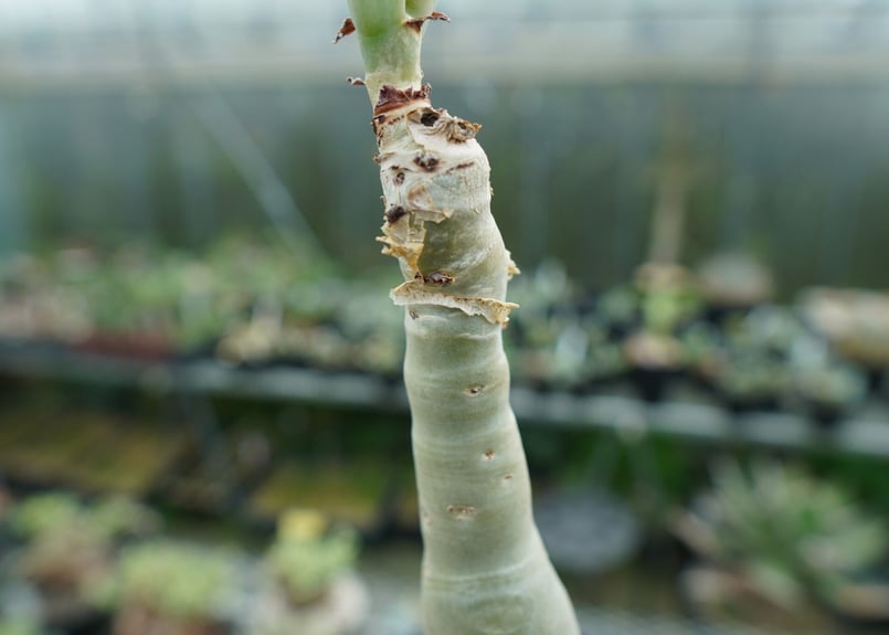 キフォステンマ ユッタエ Cyphostemma juttae | mana's farm:塊