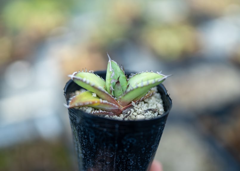 アガベ オテロイ 沖縄実生 | mana's farm:塊根植物・アガベ・ドライ