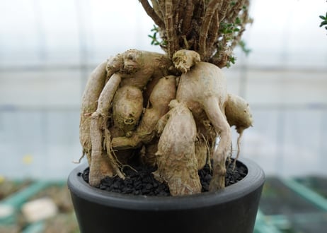 姫紅小松　Trichodiadema bulbosum  No.4
