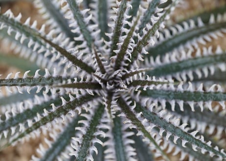 Dyckia Phoenix