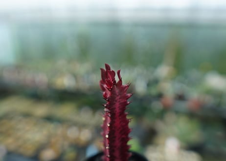 ユーフォルビア　トリゴナ　Euphorbia trigona