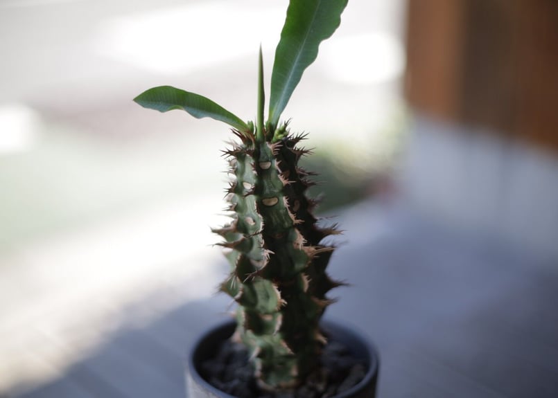 ユーフォルビア ビグエリー 多肉植物 噴火竜 パキポディウム - 観葉植物