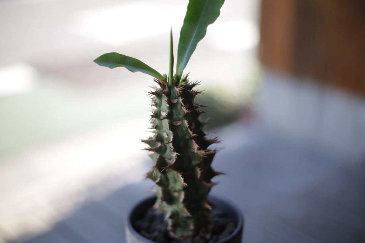 噴火竜 Euphorbia viguieri | mana's farm:塊根植物・アガベ・ド