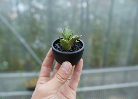 【抜き苗】アガベ　チタノタ　MH01　Agave titanota MH01