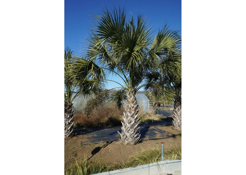 サバルヤシ【サバルメキシカーナ】大株 【公式通販】