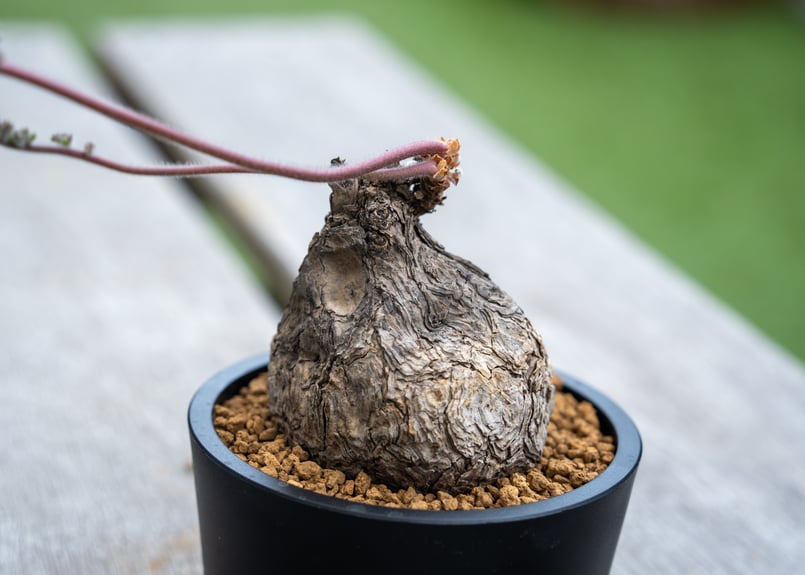 ペラルゴニウム トリステ　2 ペラルゴニウム トリステ 2 【公式通販】