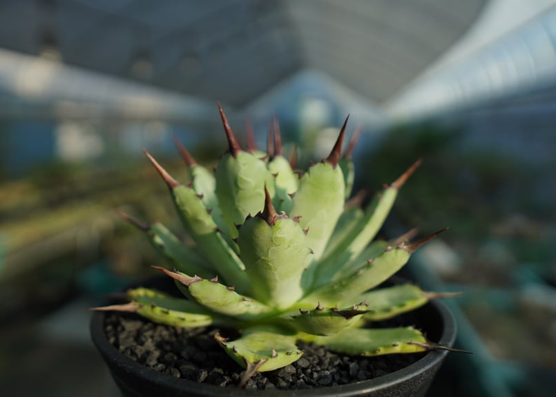 アガベ マクロアカンサ×ポタトラム Agave macroacantha×potatorum