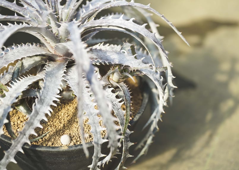 ディッキア：Dyckia goehringii 'New Form' F1 | Dyckia Maniax