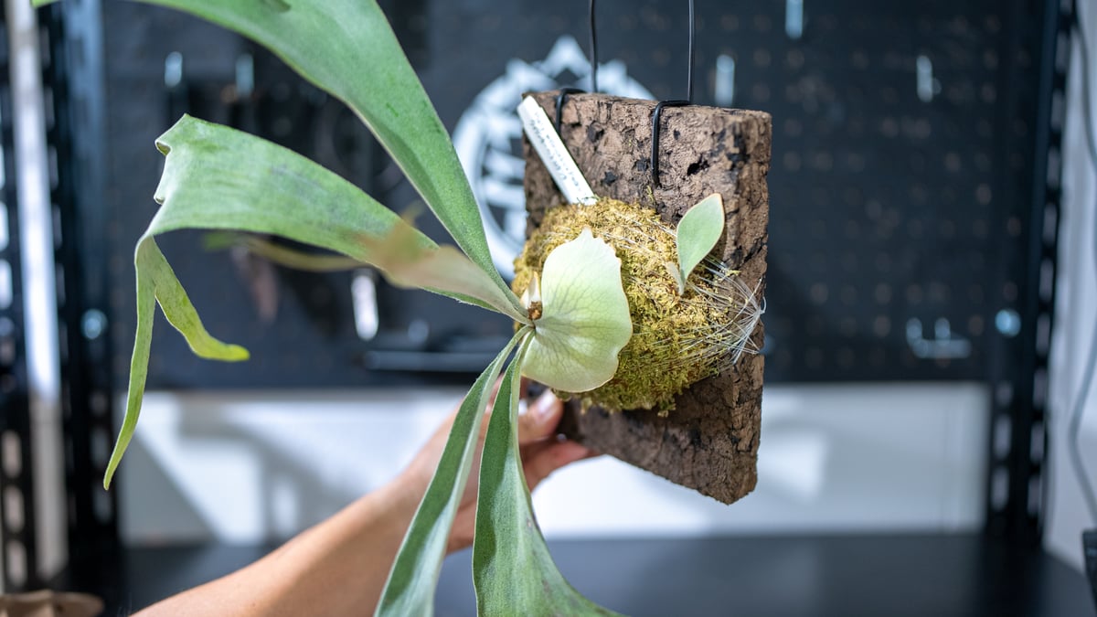 ペドロタツタpedro ビカクシダ親株サイズ