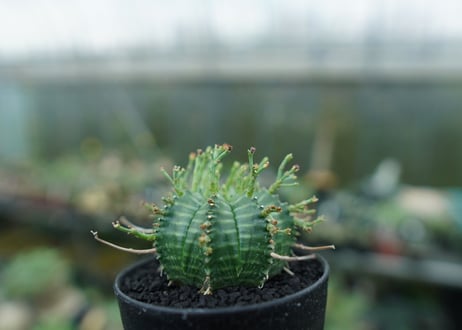 ユーフォルビア　バリダ　Euphorbia valida　No.3