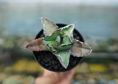 アガベ　チタノタ　 ブラックアンドブルー 　Agave titanota black and blue　No.5