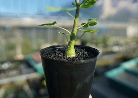アデニア　グラウカ　Adenia glauca  No.1