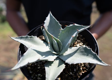 Agave ovatifolia 'Frosty Blue'