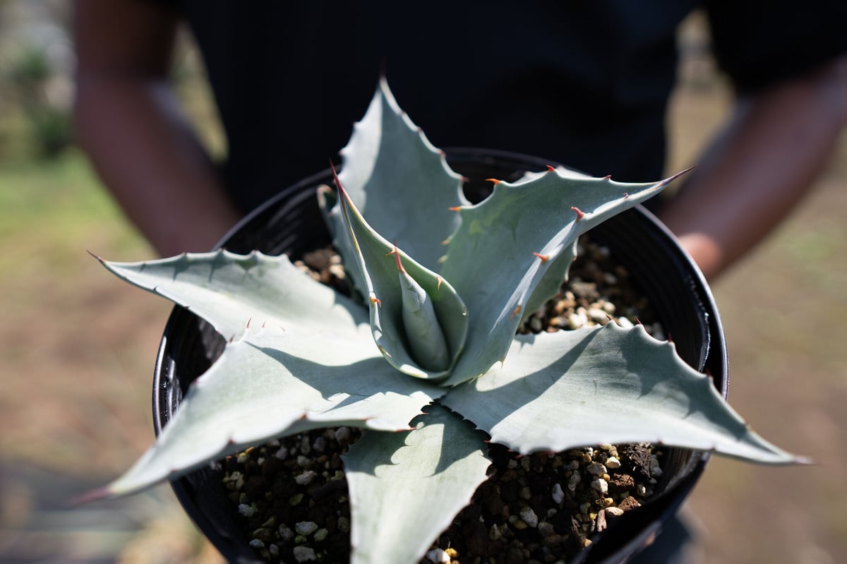 Agave ovatifolia 'Frosty Blue' | mana's green:塊