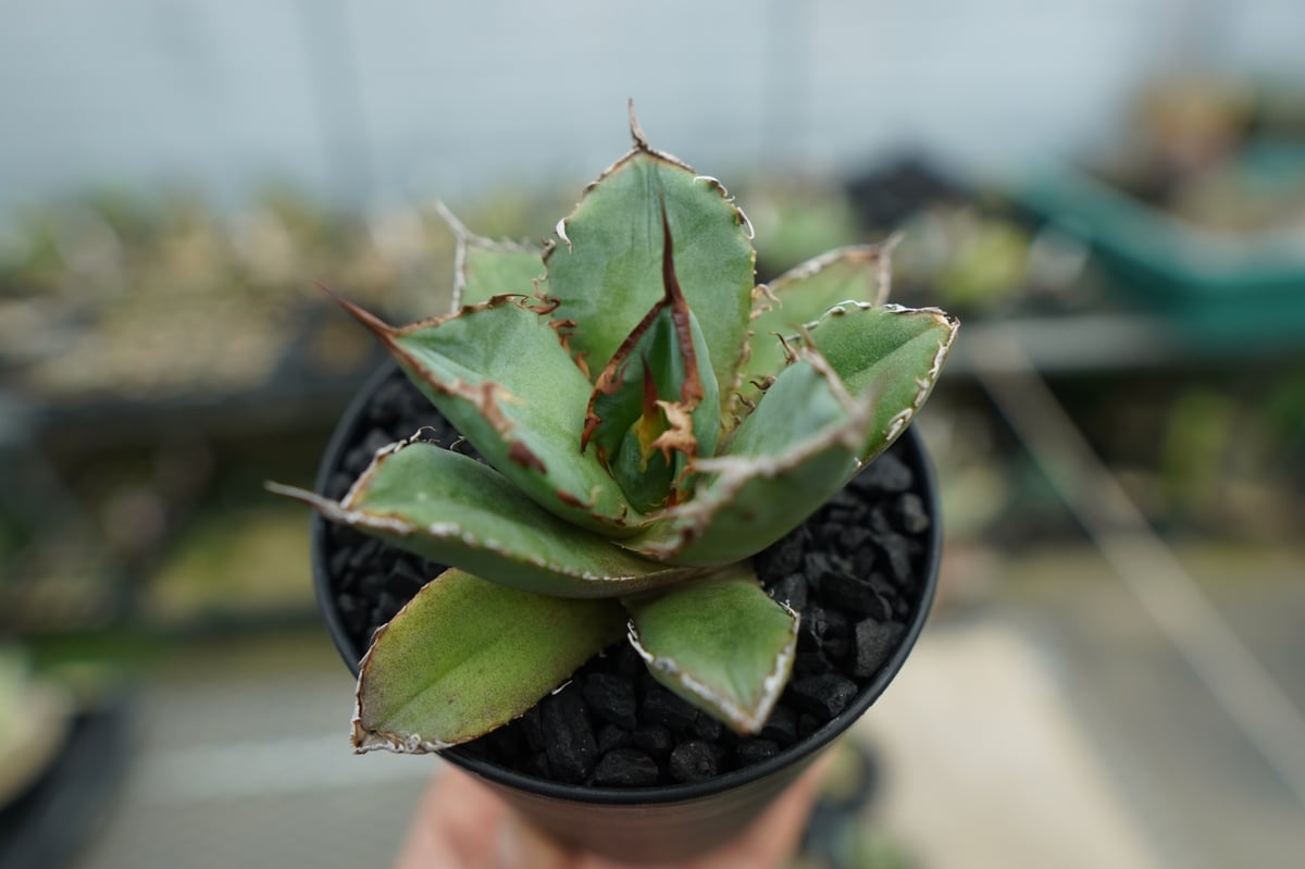 アガベ チタノタ FO-76 Agave titanota FO-76 No.3 | man