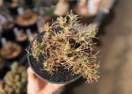 【発根済み】オトンナ・ユーフォルビオイデス　Othonna euphorbioides　No.1