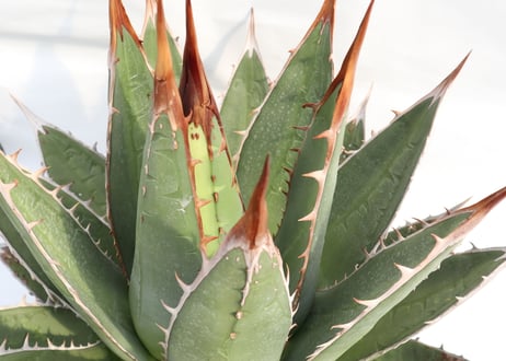 Agave purpusorum