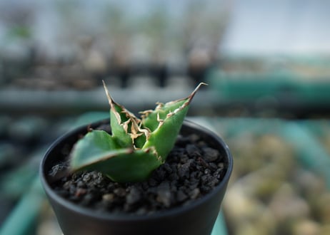 アガベ　チタノタ　白鯨　Agave titanota White whale  A20