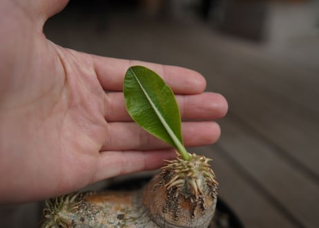 パキポディウム　エブレネウム　Pachypodium eburneum