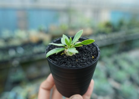 パキポディウム　恵比寿笑い　Pachypodium brevicaule　No.4