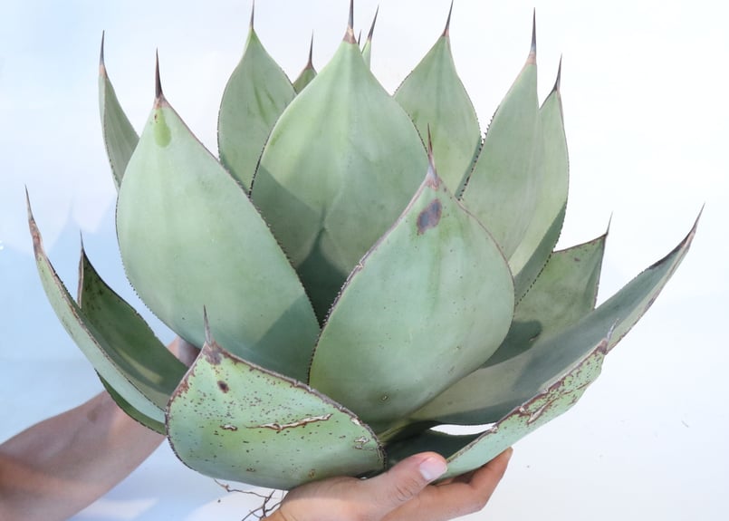 Agave celsii 'Nova' | mana's farm:塊根植物・アガベ・ドライガ