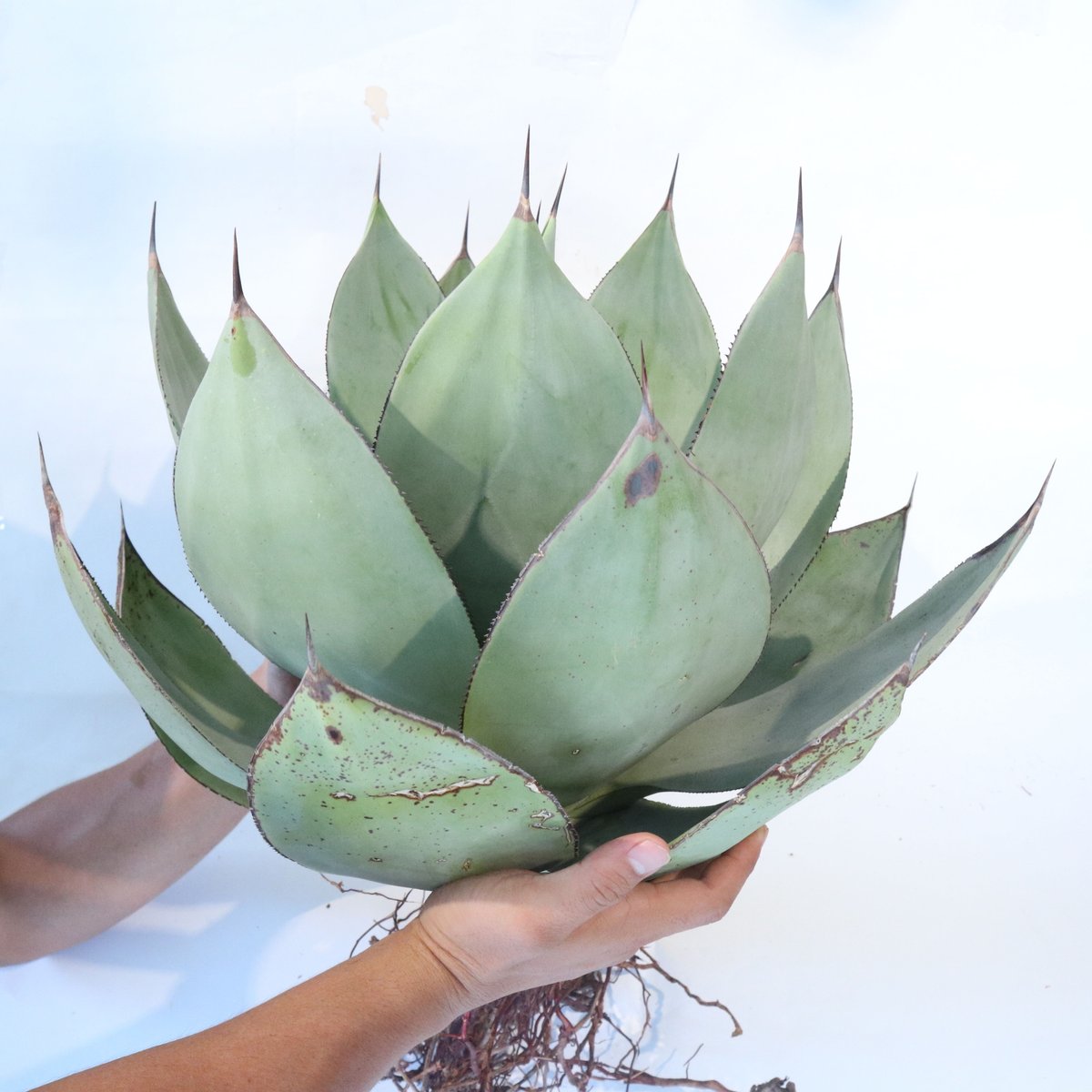 Agave celsii 'Nova' | mana's green:塊根植物販売|マナズグリーン Agave celsii 'Nova' | mana's green:塊根植物販売|マナズグリーン