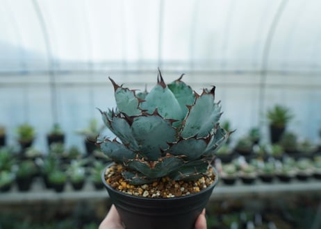 アガベ　チタノタ　 ブラックアンドブルー 　Agave titanota black and blue　NO.8
