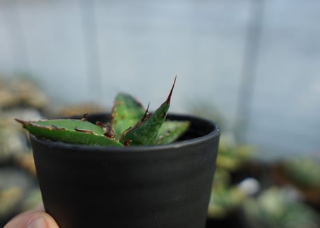 アガベ　オテロイ　agave oteroi　No.3