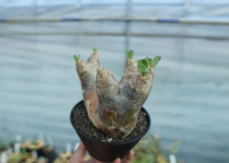 パキポディウム　エブレネウム　Pachypodium eburneum　No.1