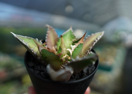 アガベ　チタノタ　レッドキャットウィーズル　Agave titanota Red catweezle　No.9
