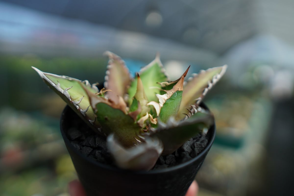 アガベ チタノタ レッドキャットウィーズル Agave titanota Red catwee