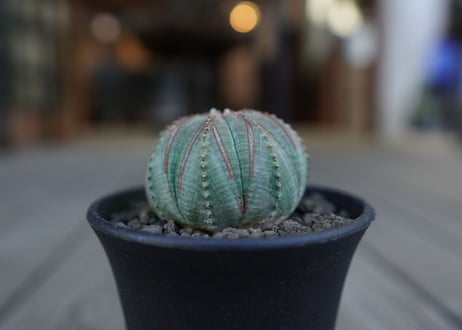 ユーフォルビア オベサ　euphorbia Obesa