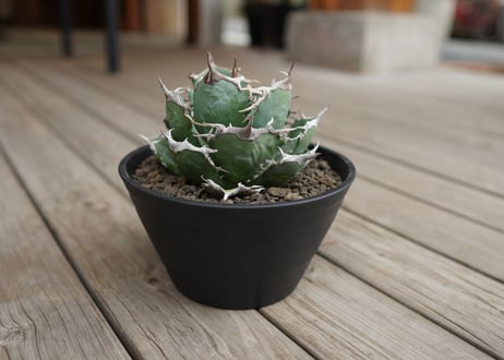 agave titanota　FO76　強棘type