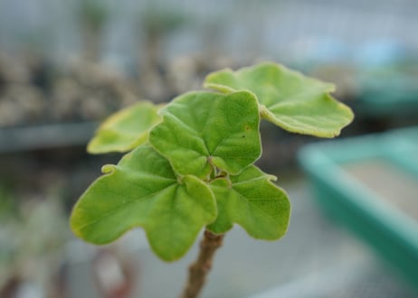 ウンカリーナ　グランディディエリ　Uncarina grandidieri