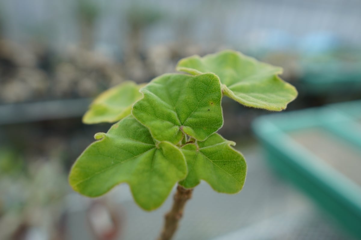 ウンカリーナ グランディディエリ Uncarina grandidieri