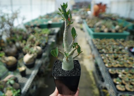 アデニウム　Adenium　No.10