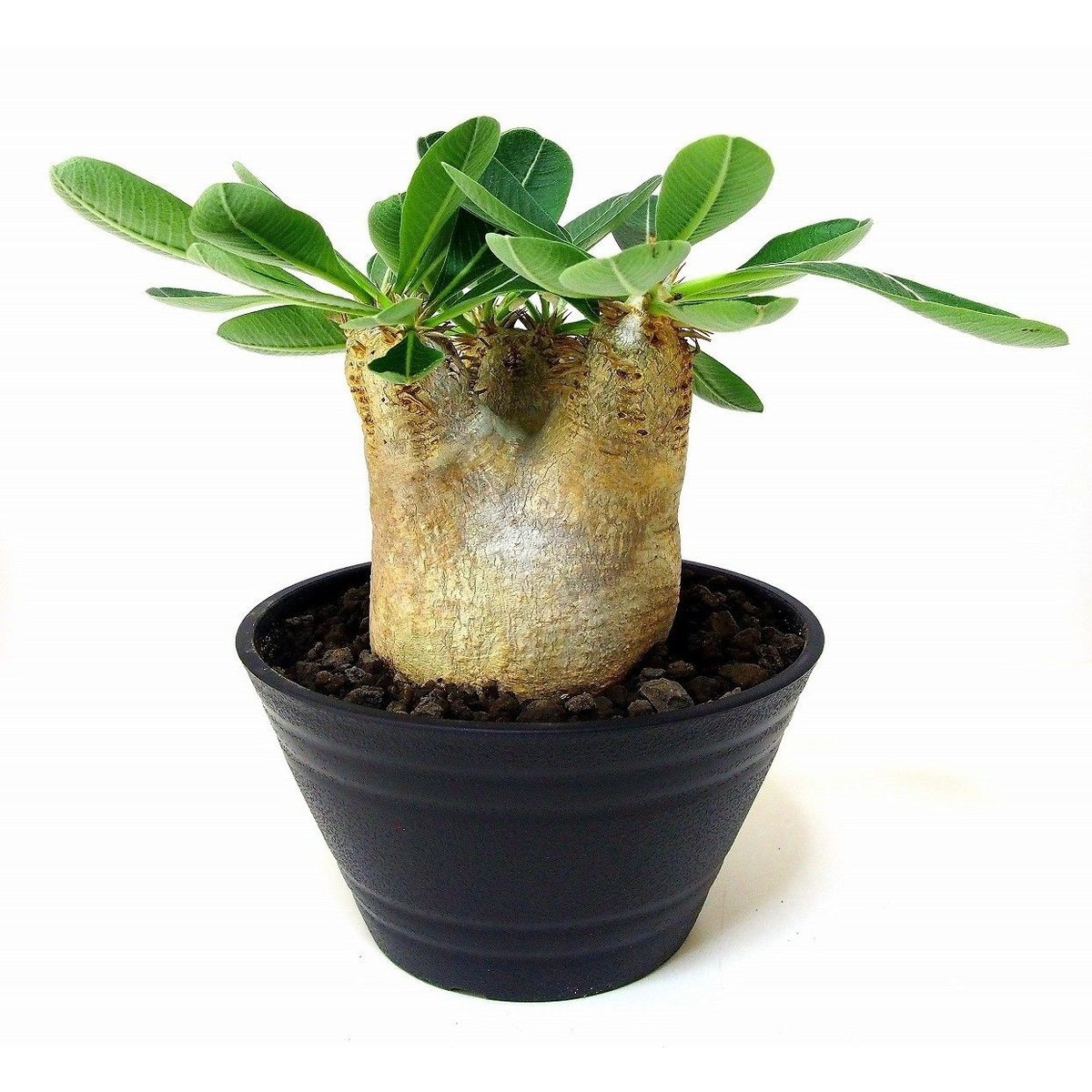 Pachypodium eburneum パキポディウム エブレネウム №1 | mana'