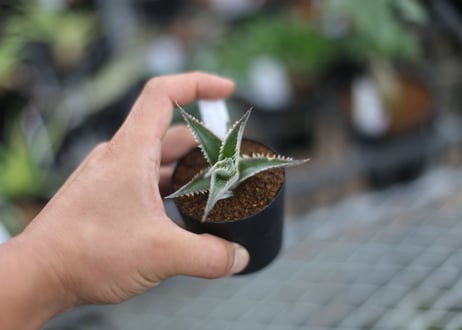 dyckia fighting tiger