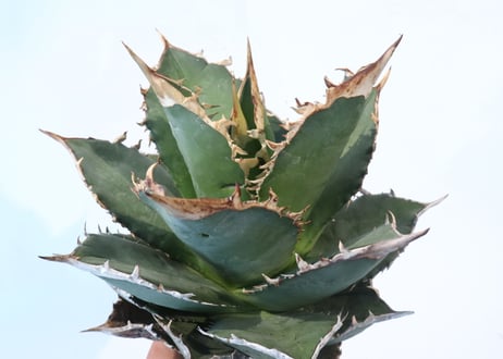Agave titanota FO-76　compacta dwarf