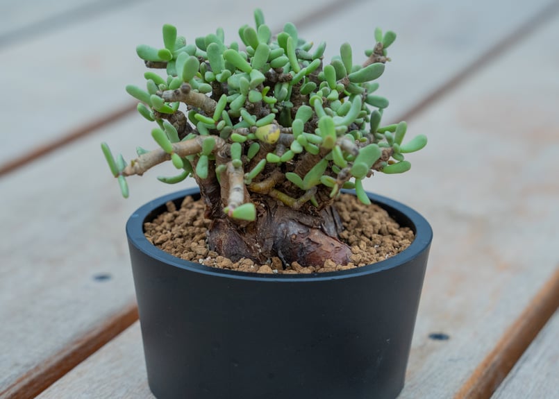 ケラリア ピグマエア | mana's farm:塊根植物・アガベ・ドライガーデン