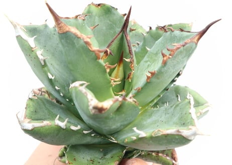 Agave titanota FO-76 compacta dwarf  no.８