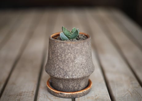 荒波　Faucaria Tuberculosa "ARANAMI"