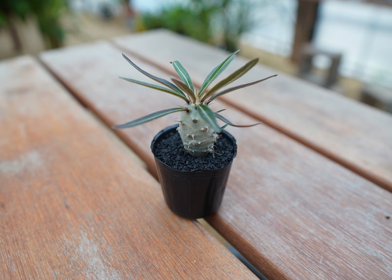 パキポディウム グラキリス 沖縄実生株 | mana's farm:塊根植物