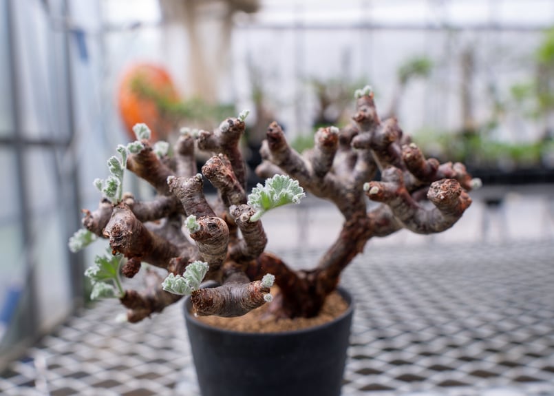 ペラルゴニウム ミラビレ 6 | mana's farm:塊根植物・アガベ